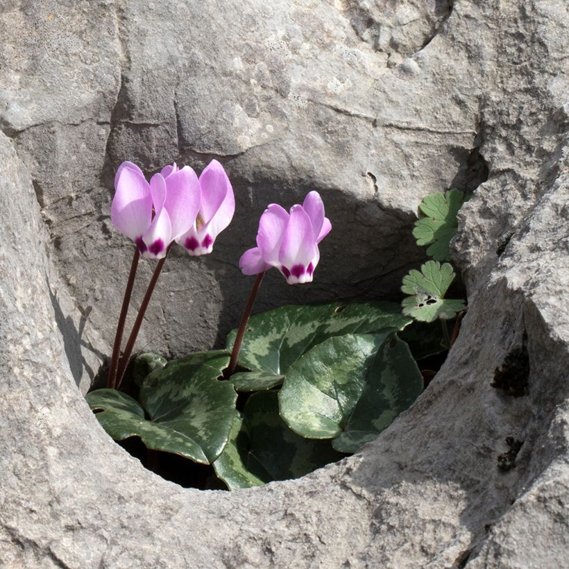 Cyclamen pseudibericum - Iberisches Alpenveilchen (Wuchs)