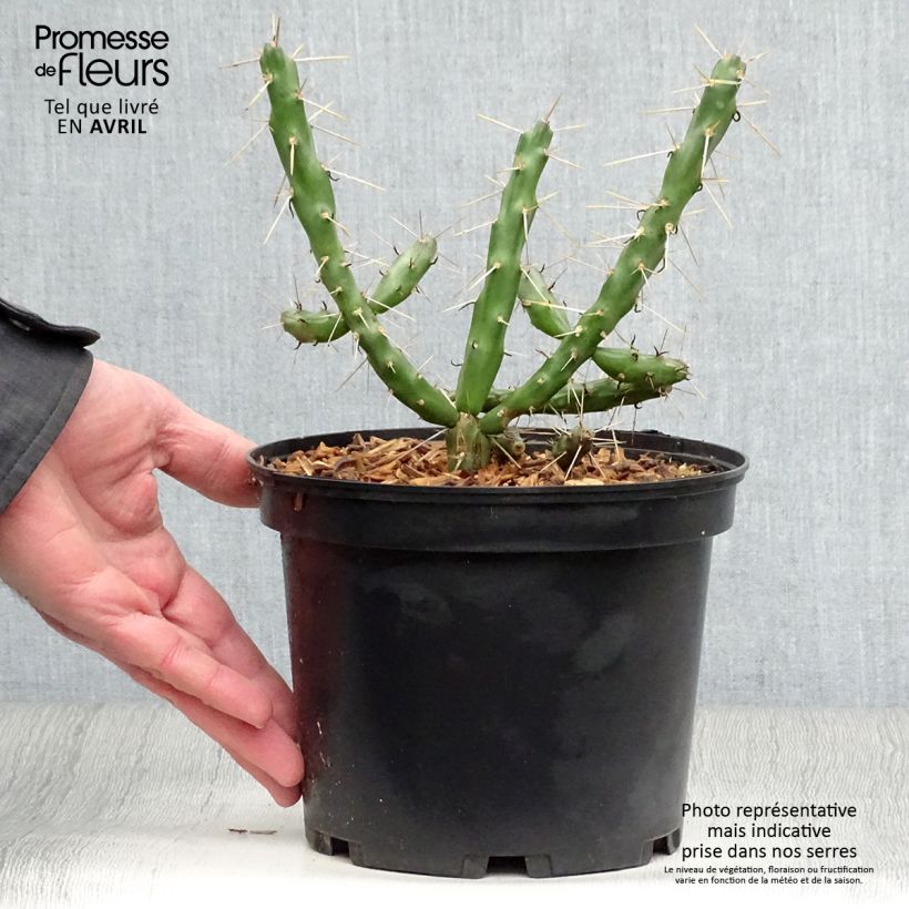 Example of Cylindropuntia imbricata Topf mit 4L/5L as you get in printemps