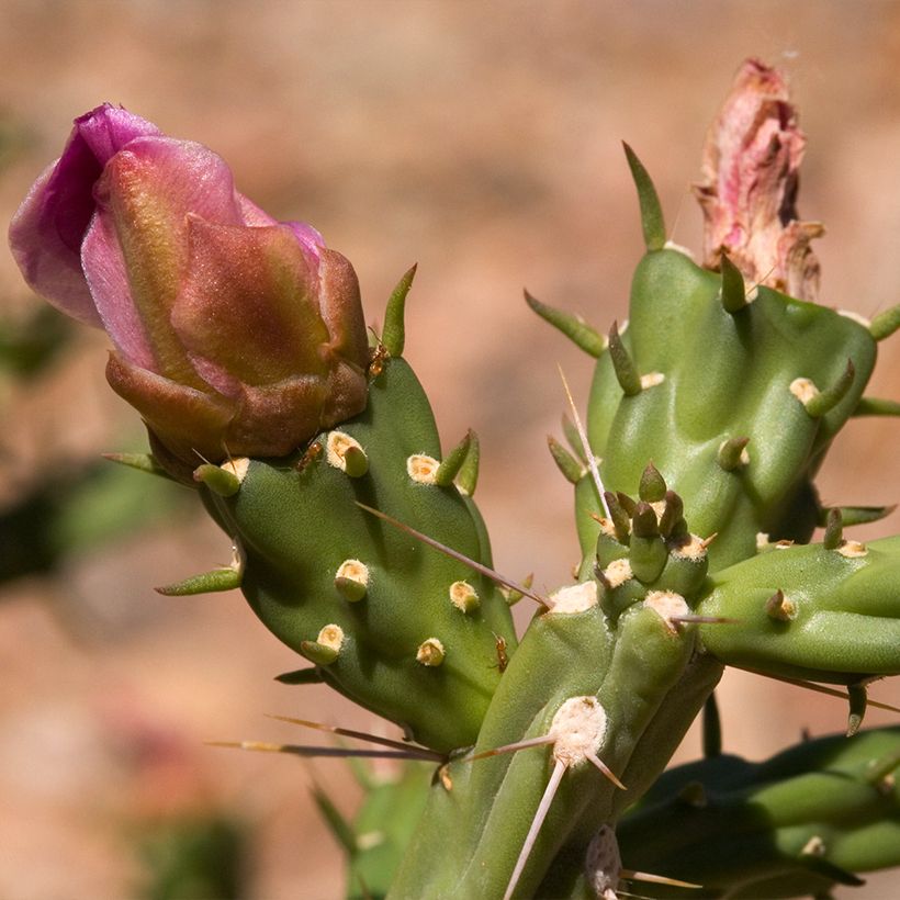 Cylindropuntia kleiniae (Flowering)