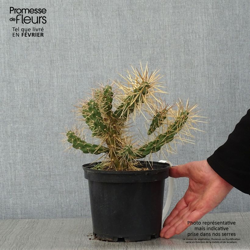 Exemplar von Cylindropuntia tunicata Topf mit 4L/5L wie im Winter geliefert