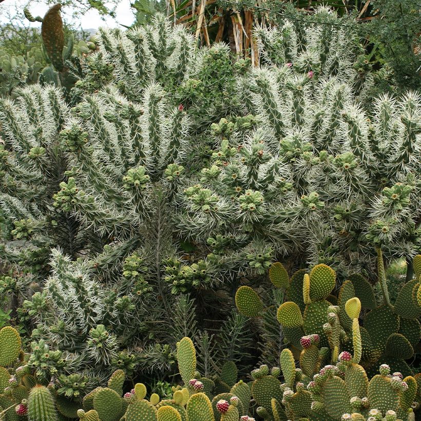 Cylindropuntia tunicata (Wuchs)