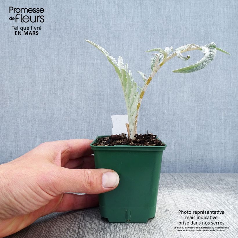 Example of Wilde Artischocke var. altilis - Cynara cardunculus Kleine Töpfe von 8/9 cm as you get in printemps