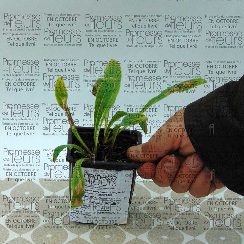 Beispiel eines Exemplars von Cynoglossum nervosum - Himalaya-Hundszunge Kleine Töpfe von 8/9 cm wie geliefert