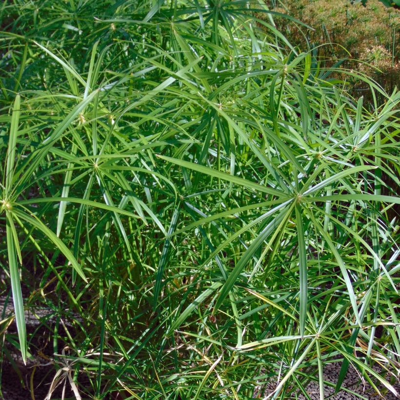 Cyperus alternifolius - Wechselblättriges Zyperngras (Foliage)