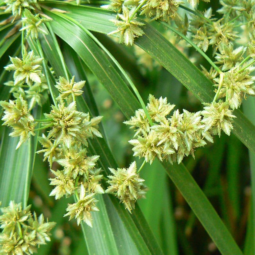Cyperus alternifolius - Wechselblättriges Zyperngras (Flowering)