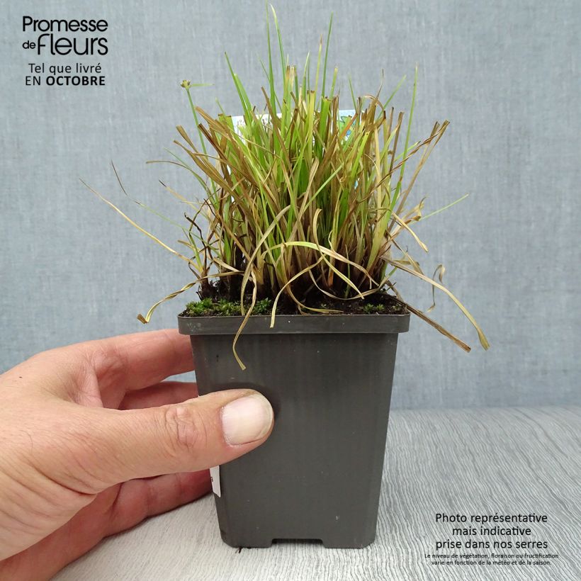 Exemplar von Cyperus alternifolius - Wechselblättriges Zyperngras Kleine Töpfe von 8/9 cm wie im Herbst geliefert