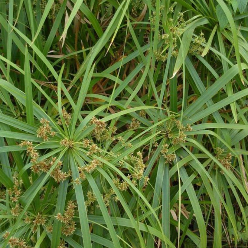 Cyperus involucratus - Zypergras (Laub)