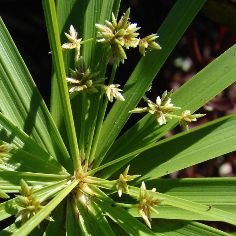 Cyperus involucratus - Zypergras (Blüte)
