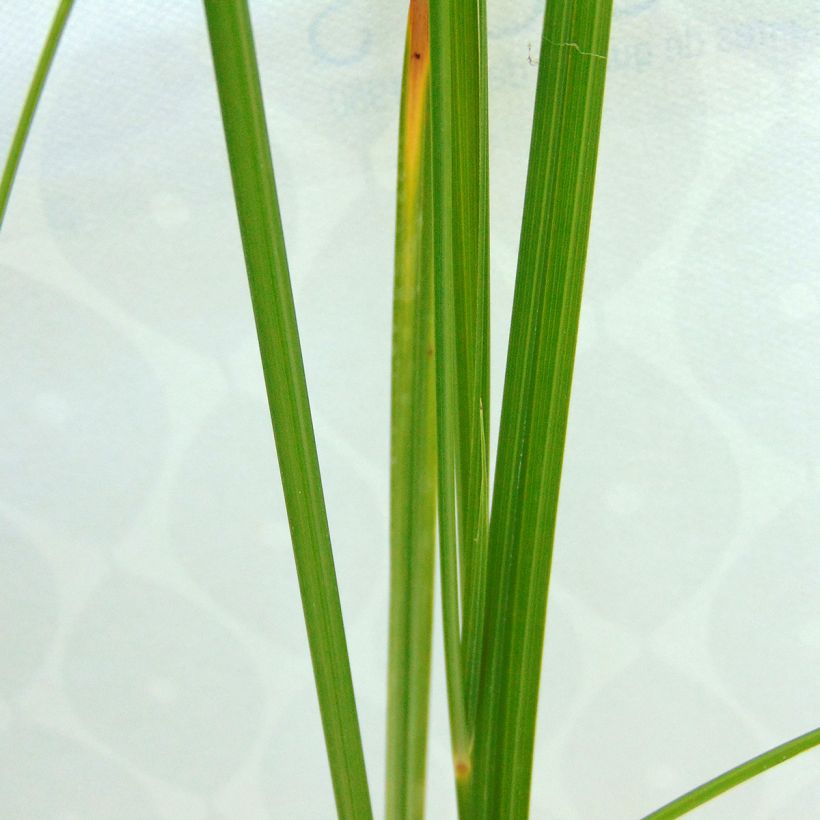 Cyperus longus - Langes Zypergras (Foliage)