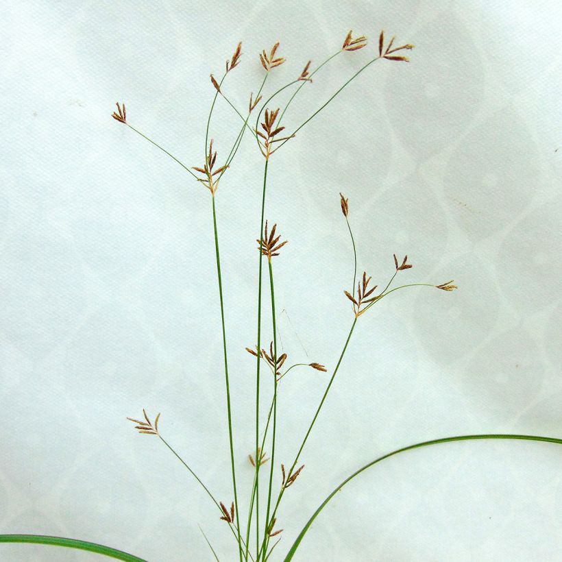 Cyperus longus - Langes Zypergras (Flowering)