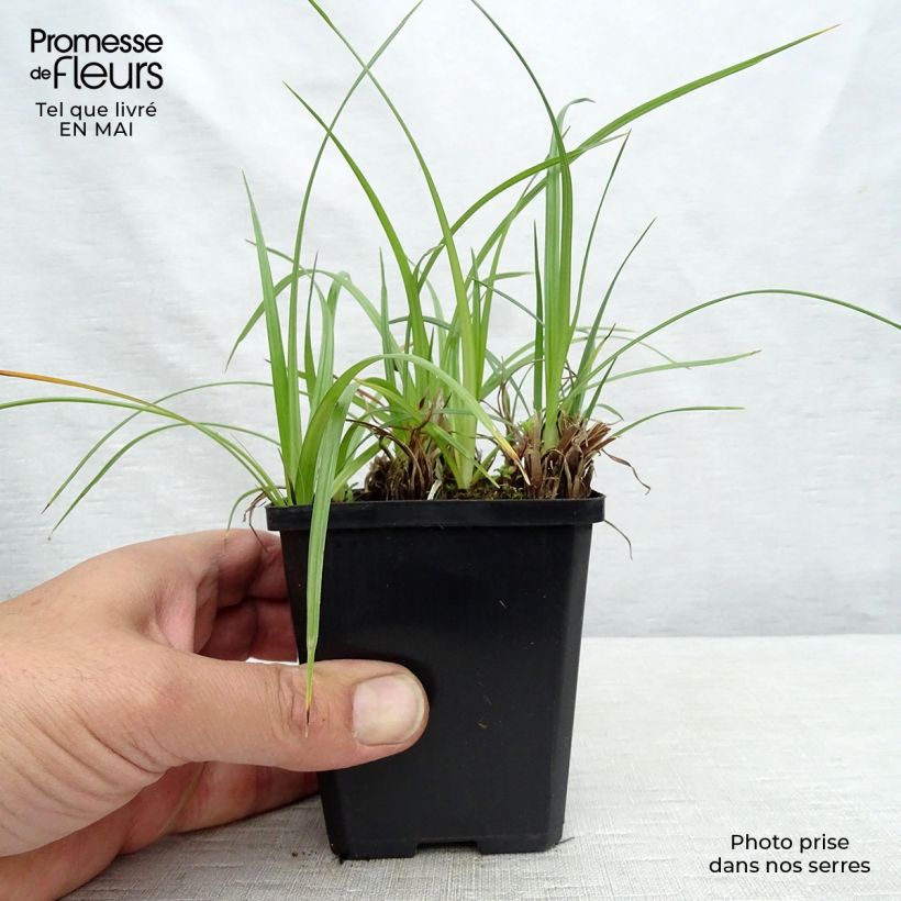 Example of Cyperus longus - Langes Zypergras Kleine Töpfe von 8/9 cm as you get in printemps