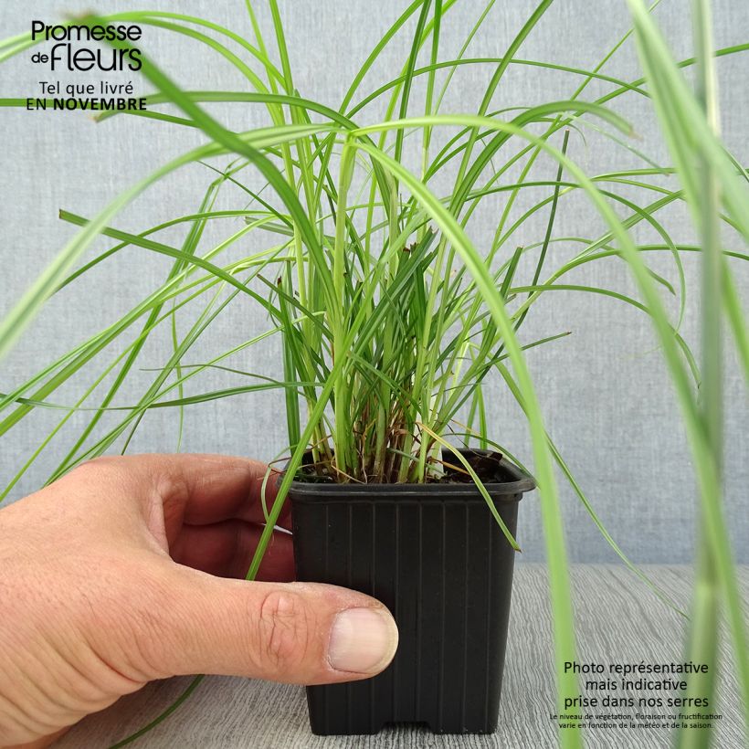 Exemplar von Cyperus longus - Langes Zypergras Kleine Töpfe von 8/9 cm wie im Herbst geliefert