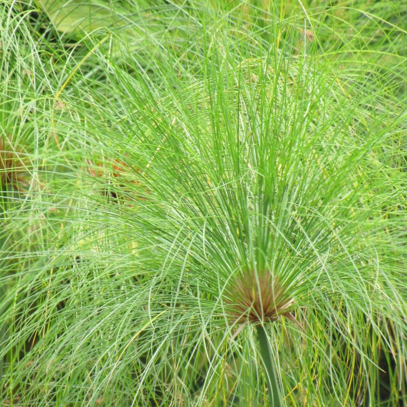 Cyperus papyrus - Papyrusstaude (Laub)
