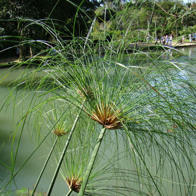 Cyperus papyrus - Papyrusstaude (Wuchs)