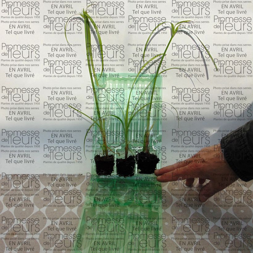 Example of Cyperus papyrus Akhenaton Mini-Plug Ø 3/4 cm as you get