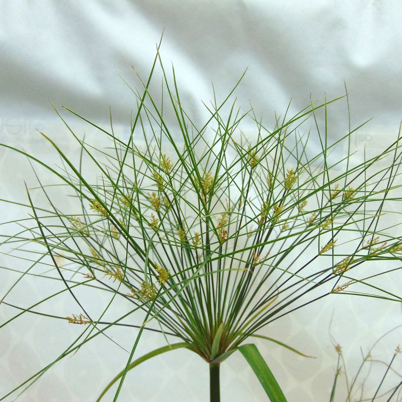 Cyperus papyrus Akhenaton - Papyrusstaude (Flowering)