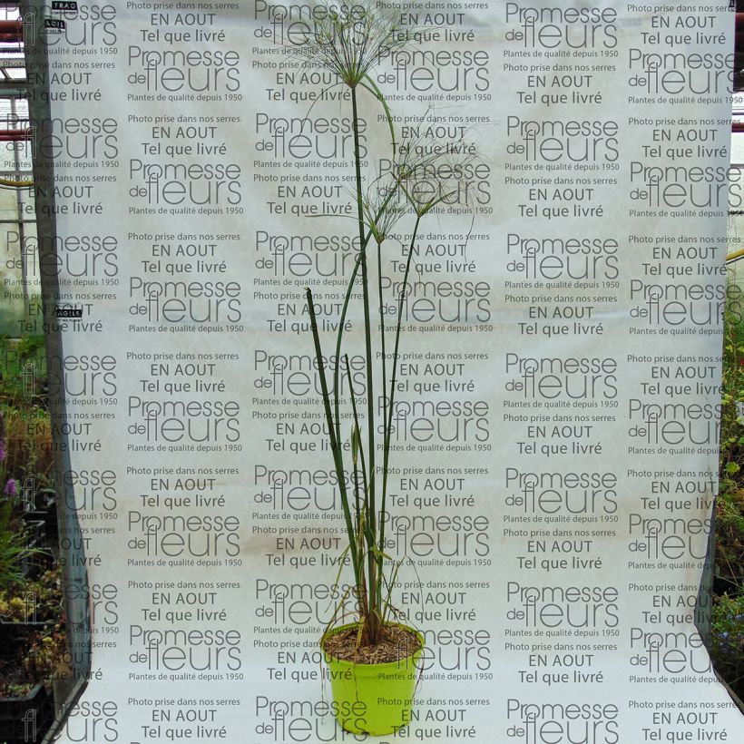 Example of Cyperus papyrus Akhenaton - Papyrusstaude Topf mit 2L/3L as you get