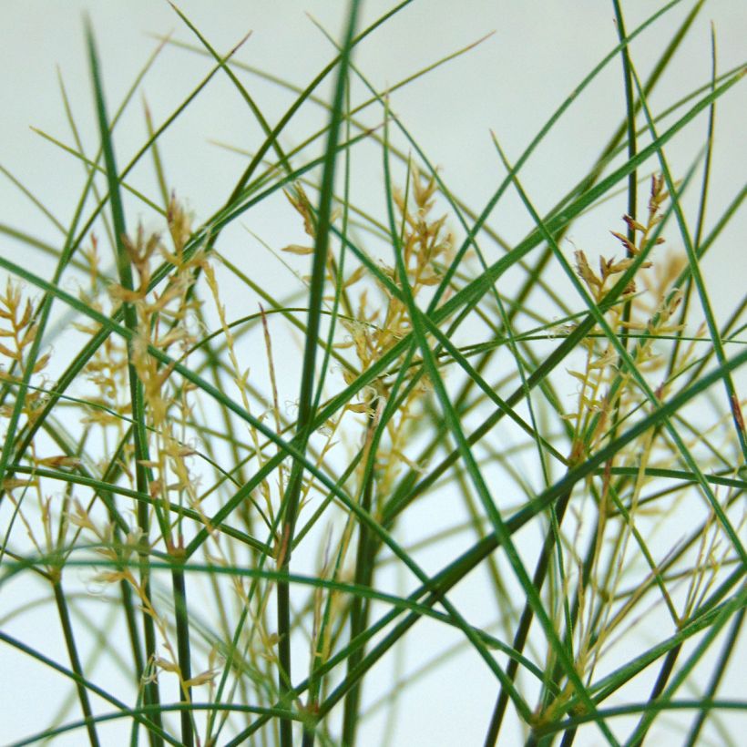 Cyperus papyrus - Papyrusstaude (Blüte)