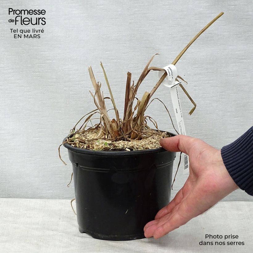 Exemplar von Cyperus papyrus - Papyrusstaude Topf mit 2L/3L wie im Frühjahr geliefert
