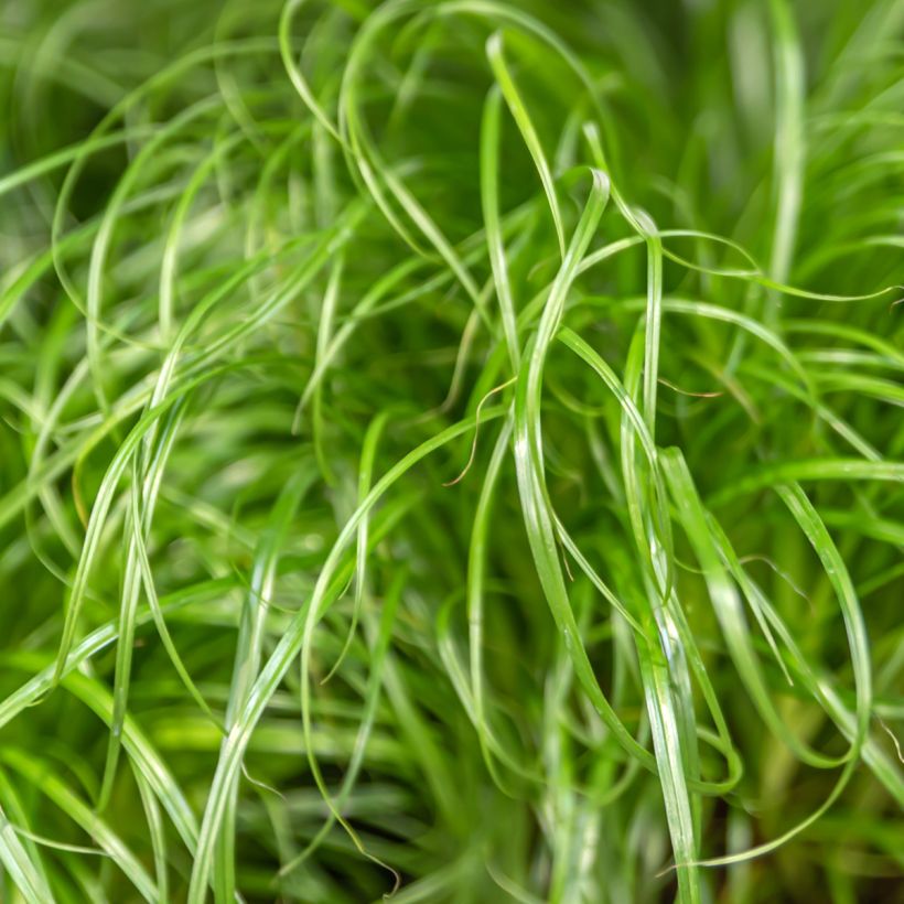 Cyperus alternifolius (Samen) - Wechselblättriges Zyperngras (Laub)