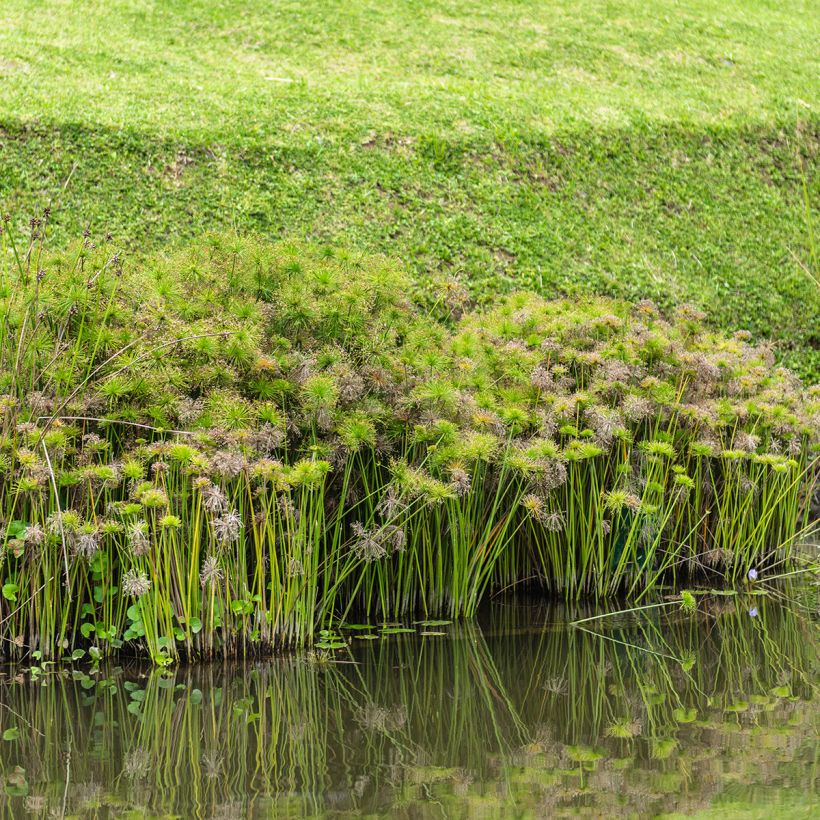 Cyperus alternifolius (Samen) - Wechselblättriges Zyperngras (Wuchs)