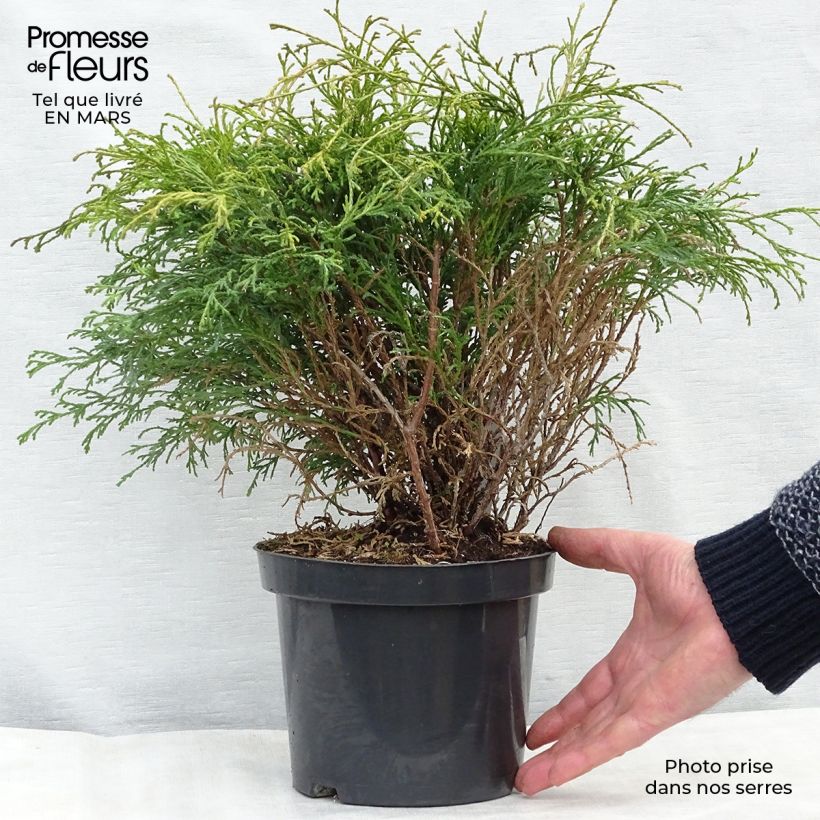 Exemplar von Chamaecyparis pisifera Filifera Topf mit 2L/3L wie im Frühjahr geliefert