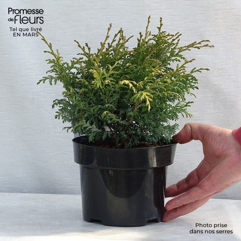 Example of Chamaecyparis pisifera Golden Pincushion Topf mit 2L/3L as you get in printemps