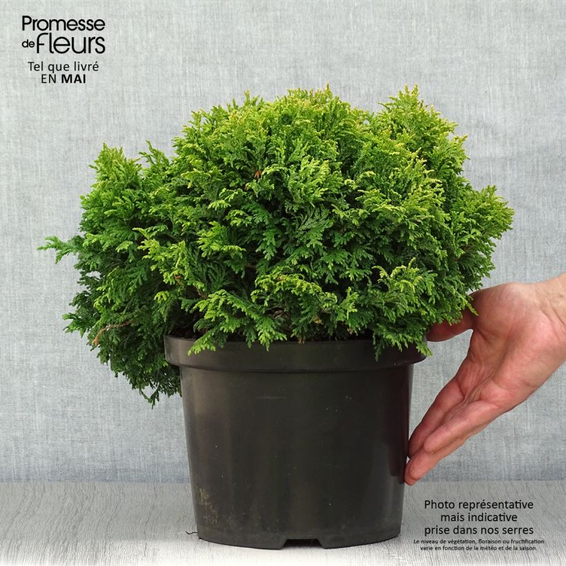 Example of Chamaecyparis pisifera Golden Pincushion Topf mit 4L/5L as you get in printemps