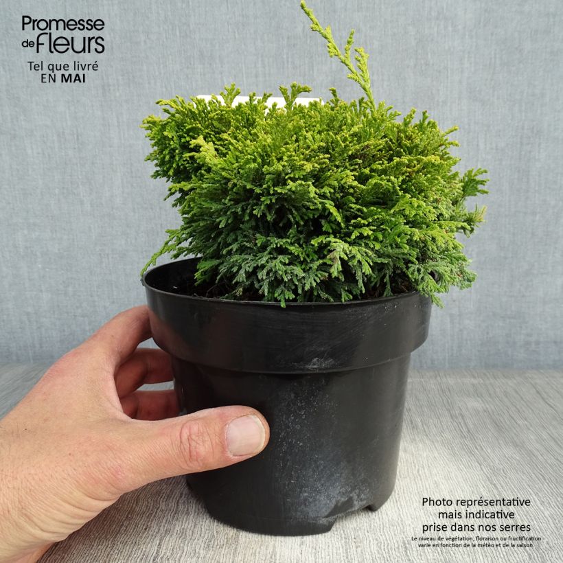 Exemplar von Chamaecyparis pisifera Hime-sawara Topf mit 2L/3L wie im Frühjahr geliefert