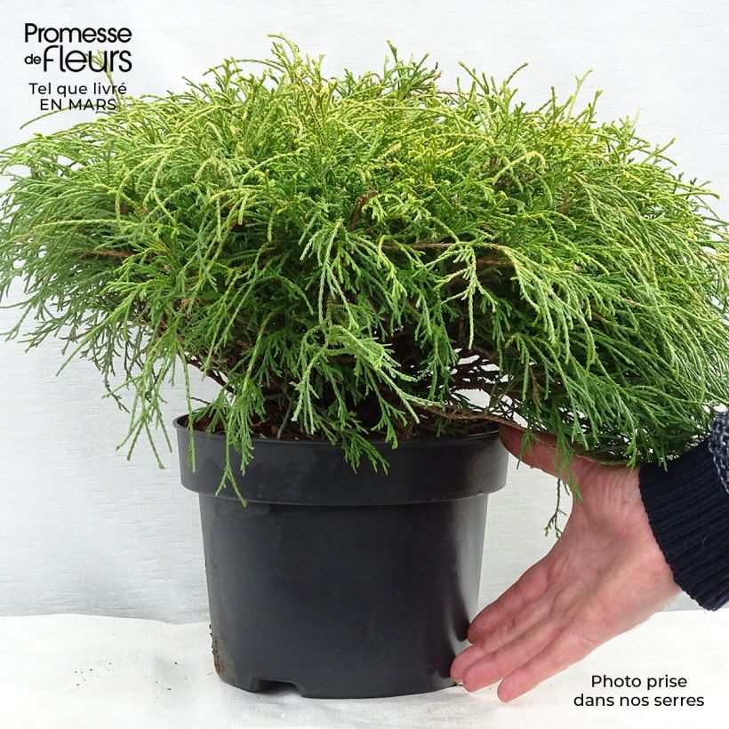 Example of Chamaecyparis pisifera Sungold Topf mit 3L/4L as you get in printemps