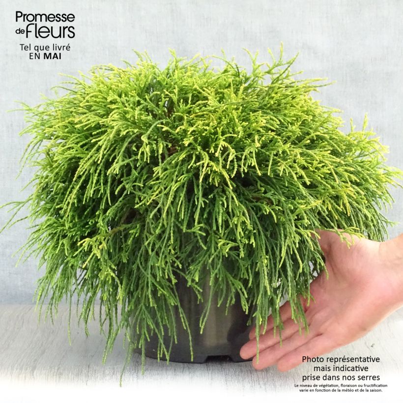 Example of Chamaecyparis pisifera Sungold Topf mit 7,5L/10L as you get in printemps