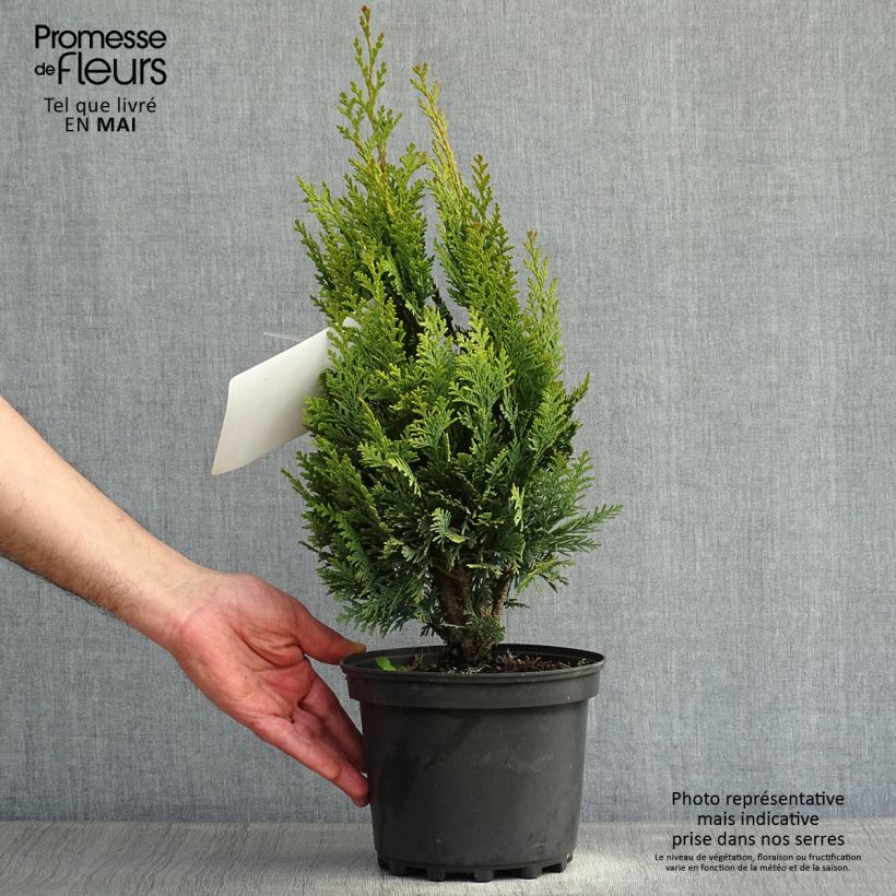 Example of Chamaecyparis lawsoniana Alumigold Topf mit 2L/3L as you get in printemps