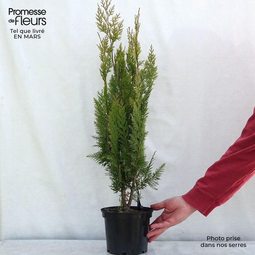 Example of Chamaecyparis lawsoniana Alumigold Topf mit 7,5L/10L as you get in printemps