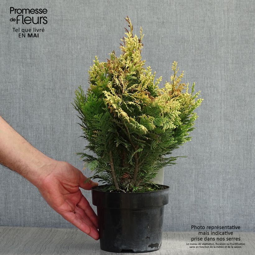 Example of Chamaecyparis lawsoniana Pygmaea Argentea Topf mit 2L/3L as you get in printemps