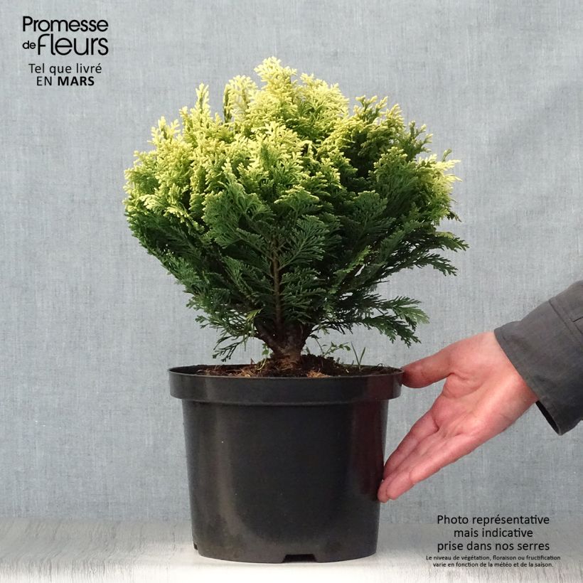 Example of Chamaecyparis lawsoniana Pygmaea Argentea Topf mit 4L/5L as you get in printemps