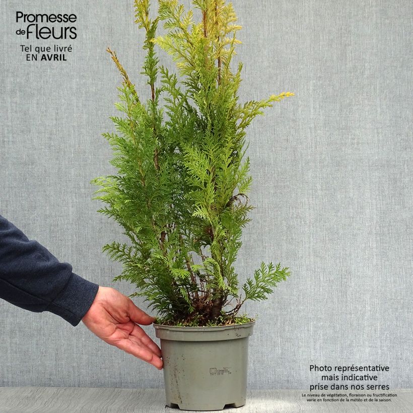Example of Chamaecyparis lawsoniana Stardust Topf mit 2L/3L as you get in printemps