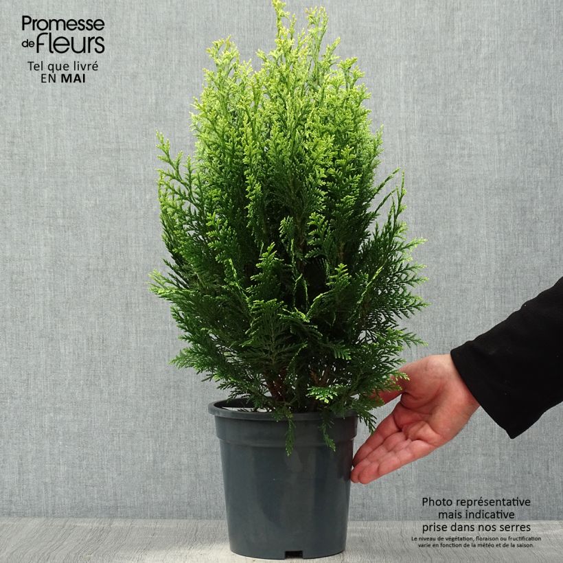 Example of Chamaecyparis lawsoniana White Spot Topf mit 2L/3L as you get in printemps