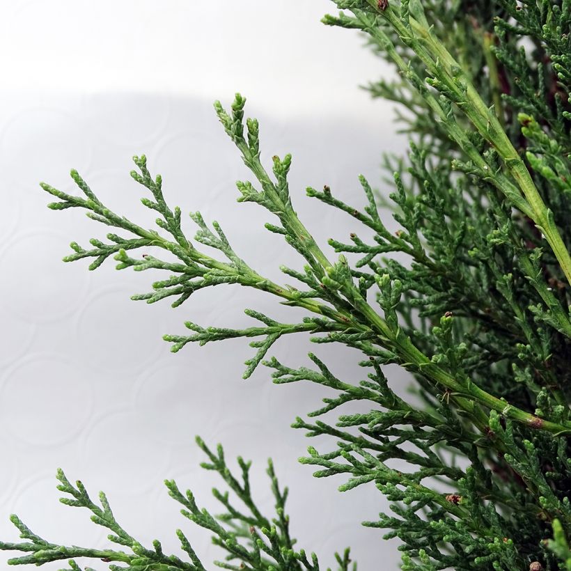 Cupressus sempervirens var. stricta Pyramidalis - Echte-Zypresse (Foliage)