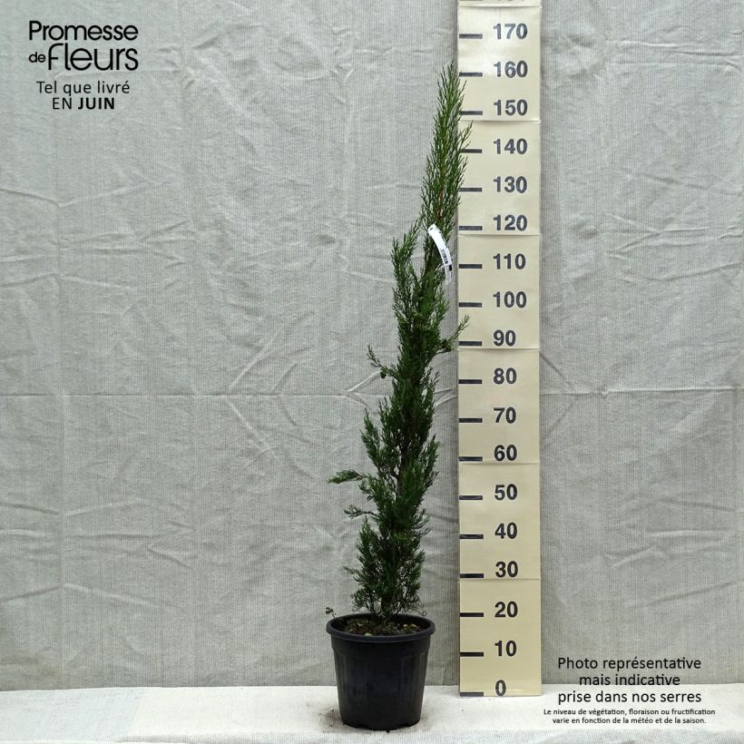 Example of Cupressus sempervirens var. stricta Pyramidalis - Echte-Zypresse Topf mit 4L/5L as you get in printemps