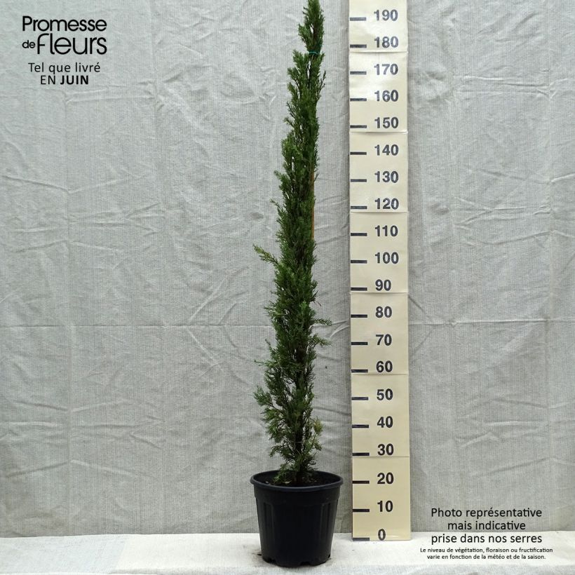 Example of Cupressus sempervirens var. stricta Pyramidalis - Echte-Zypresse Topf mit 7,5L/10L as you get in printemps
