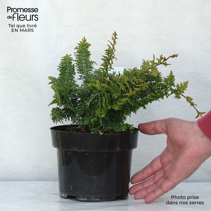 Example of Chamaecyparis obtusa Fernspray Gold Topf mit 2L/3L as you get in printemps