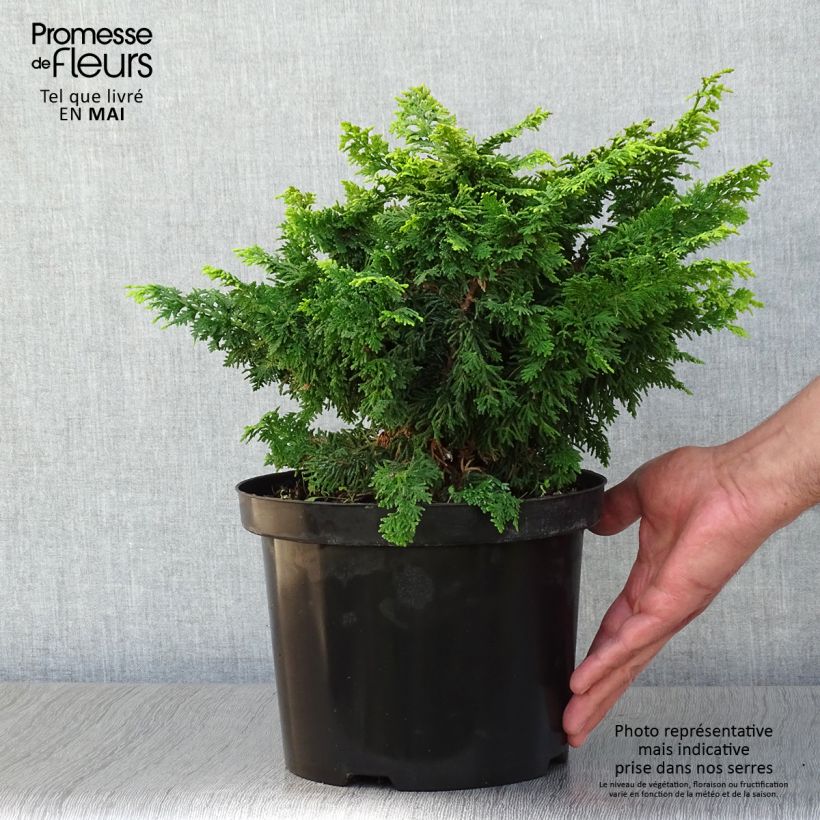 Example of Chamaecyparis obtusa Fernspray Gold Topf mit 4L/5L as you get in printemps