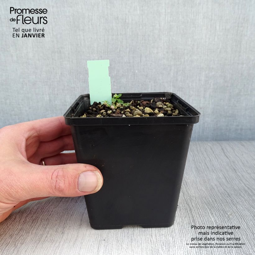 Example of Cypripedium calceolus - Gelber Frauenschuh Topf mit 1L/1,5L as you get in hiver