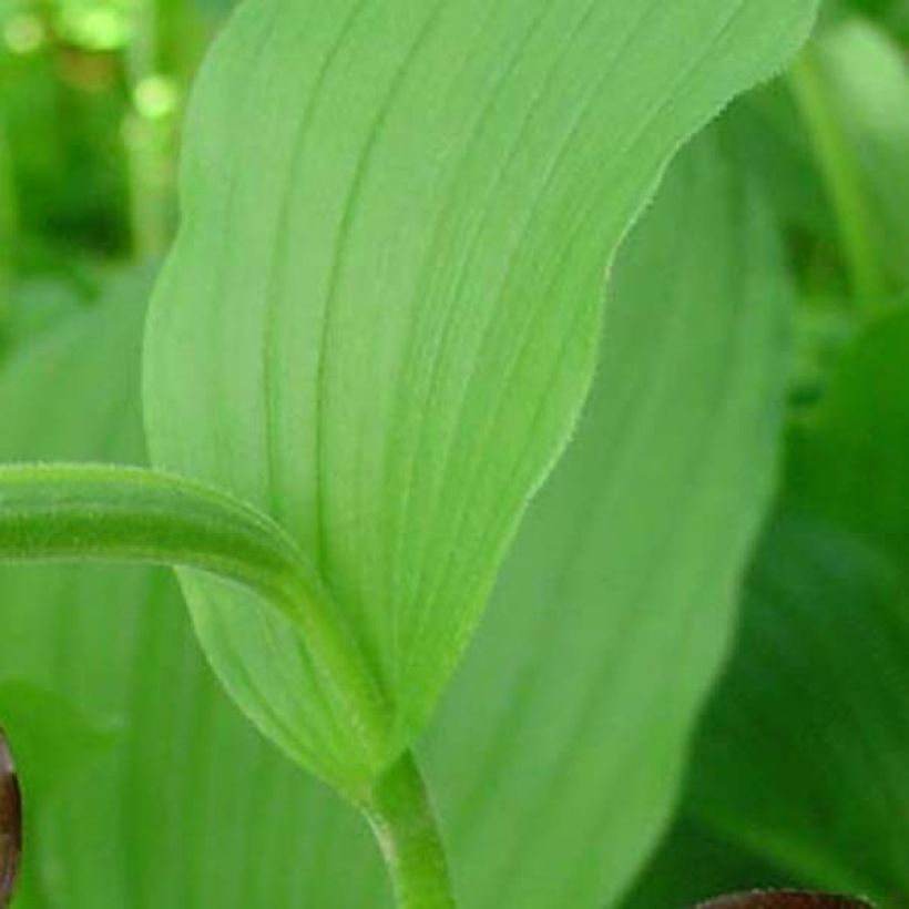 Cypripedium calceolus - Gelber Frauenschuh (Foliage)