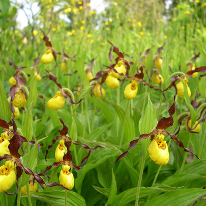 Cypripedium parviflorum var. parviflorum - Frauenschuh (Wuchs)