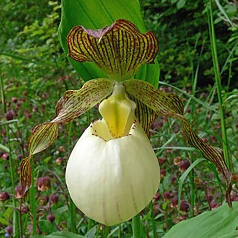 Cypripedium Gabriela - Frauenschuh (Blüte)