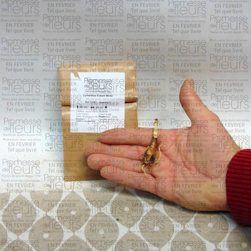 Beispiel eines Exemplars von Cyrtanthus mackenii Cream White - Feuerblüte Zwiebel Kaliber/Größe 10+ wie geliefert