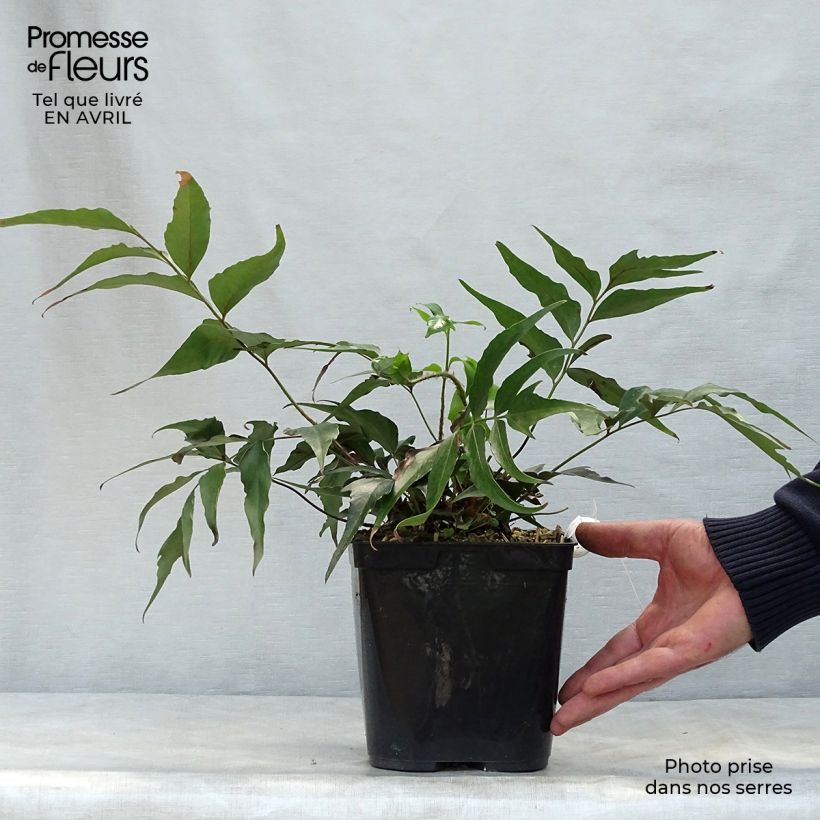 Exemplar von Cyrtomium devexiscapulae - Sichelfarn Topf mit 2L/3L wie im Frühjahr geliefert