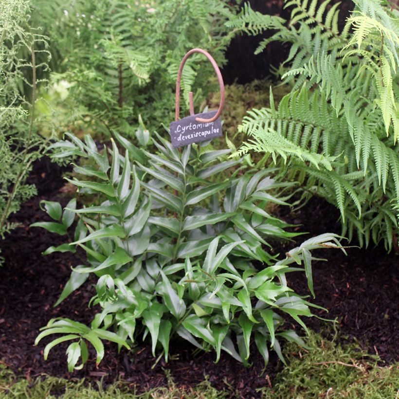 Cyrtomium devexiscapulae - Sichelfarn (Wuchs)