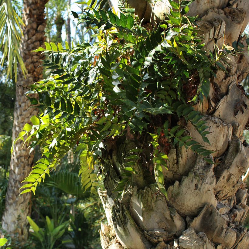 Cyrtomium falcatum - Mond-Sichelfarn (Plant habit)